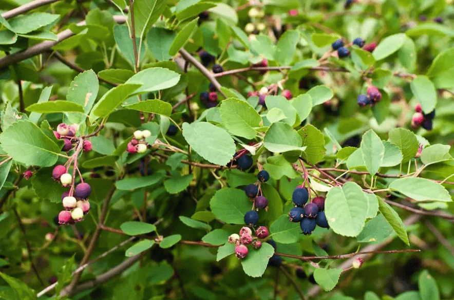 New Cultivars